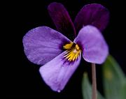 Viola trinervata, Sagebrush Violet 